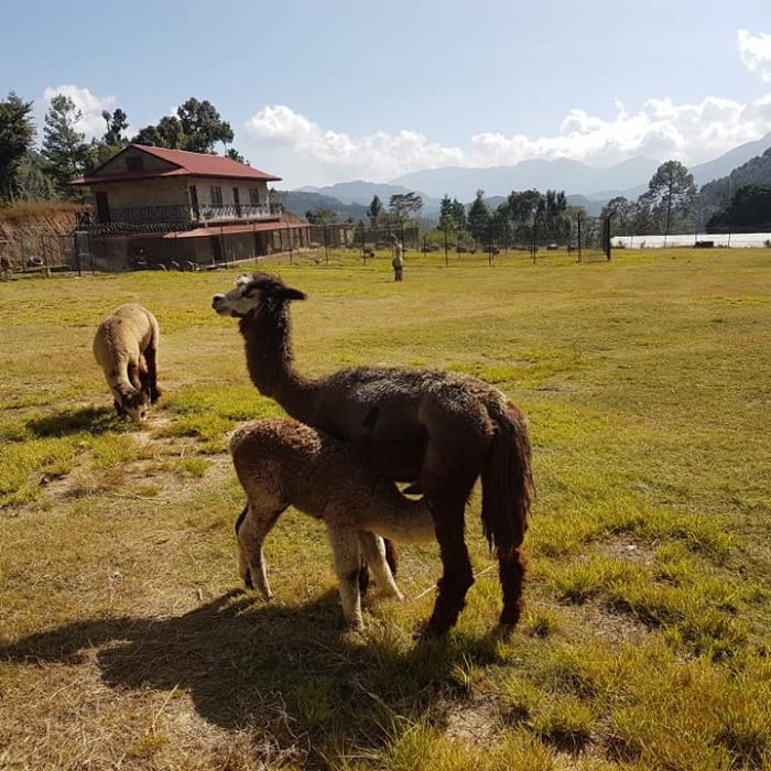 alpaca farm - chitlang bisinkhel